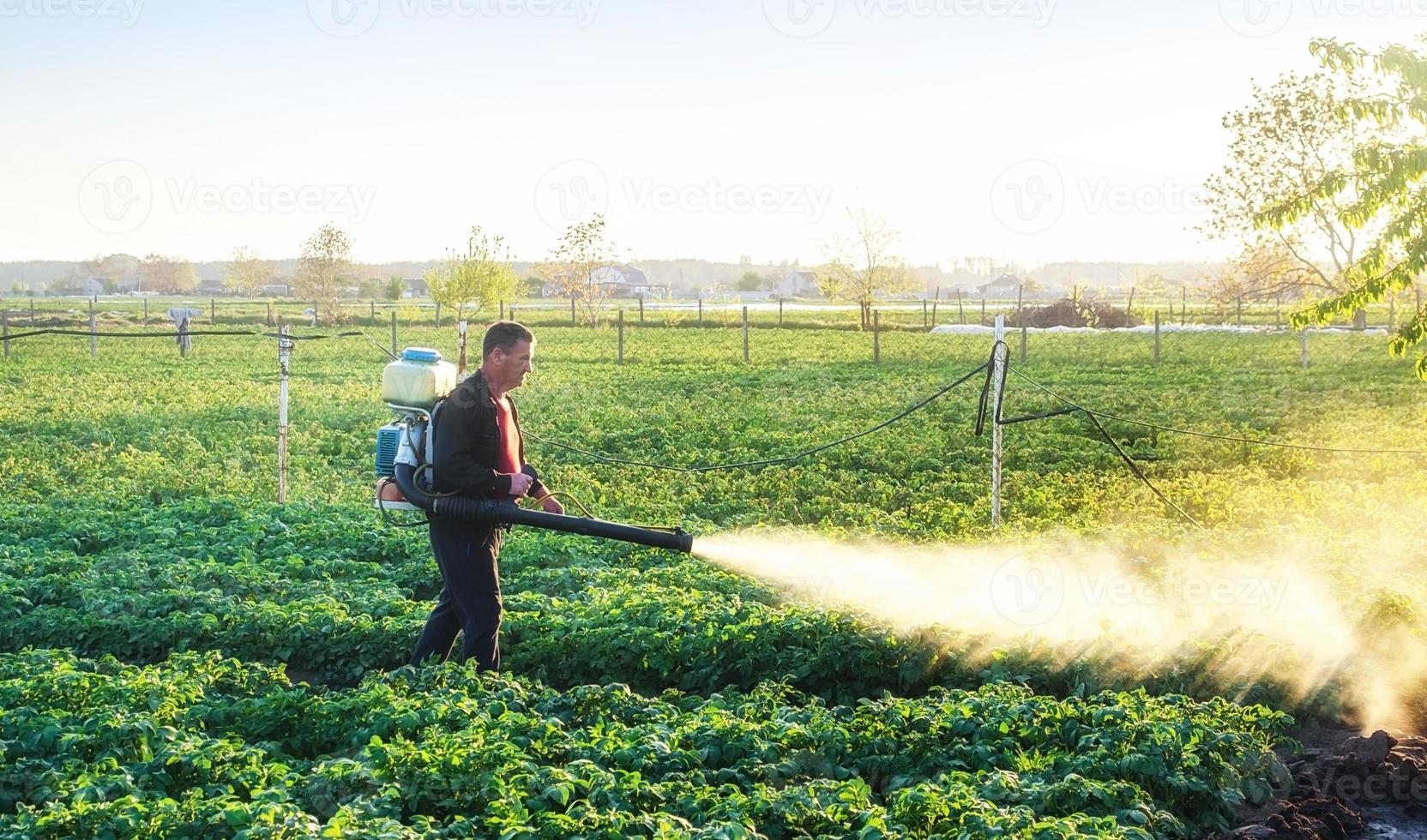 A farmer sprinkles a potato plantation with an antifungal chemical. Use chemicals in agriculture. Agriculture and agribusiness, agricultural industry. Fight against fungal infections and insects. photo