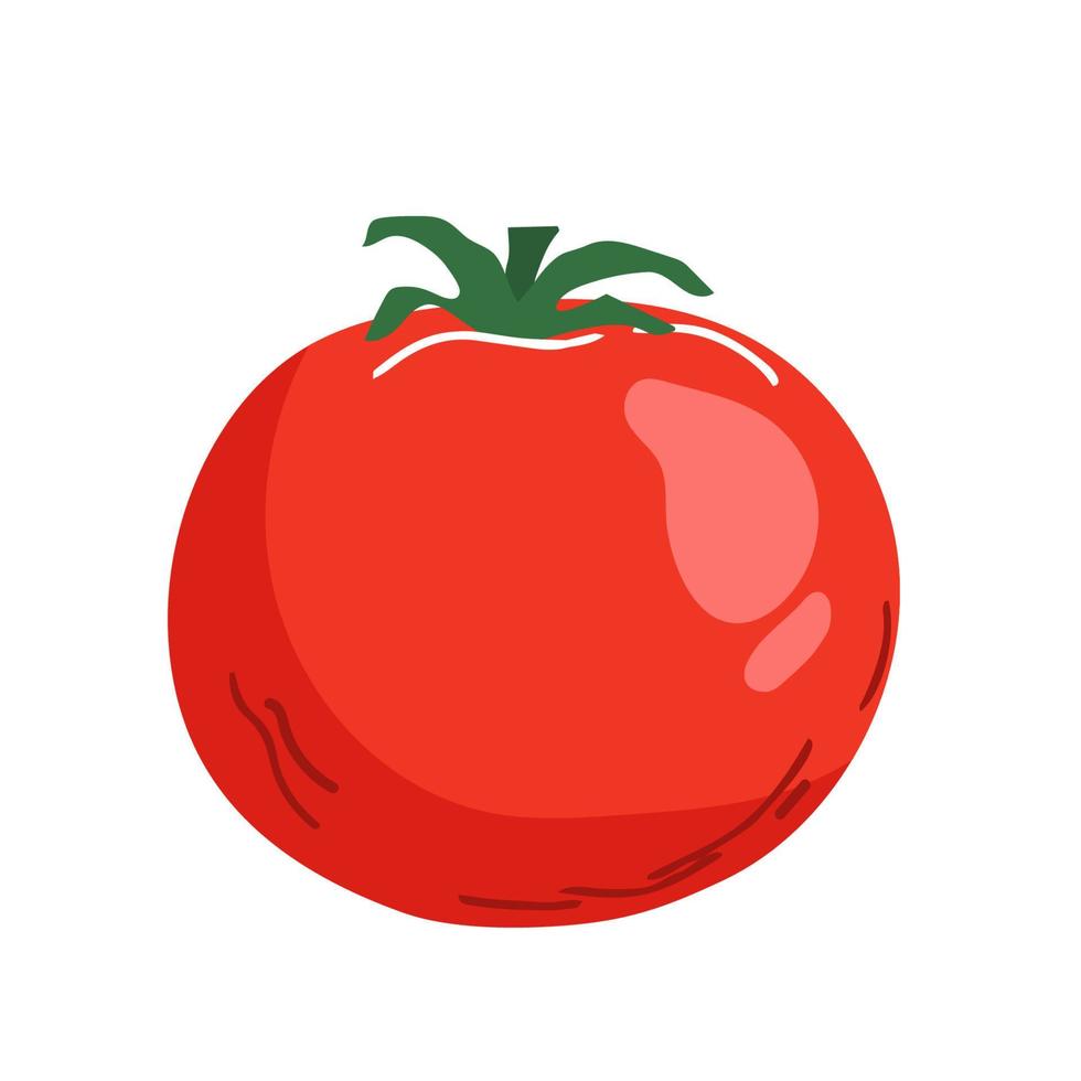 vector illustration of fresh tomato isolated on white
