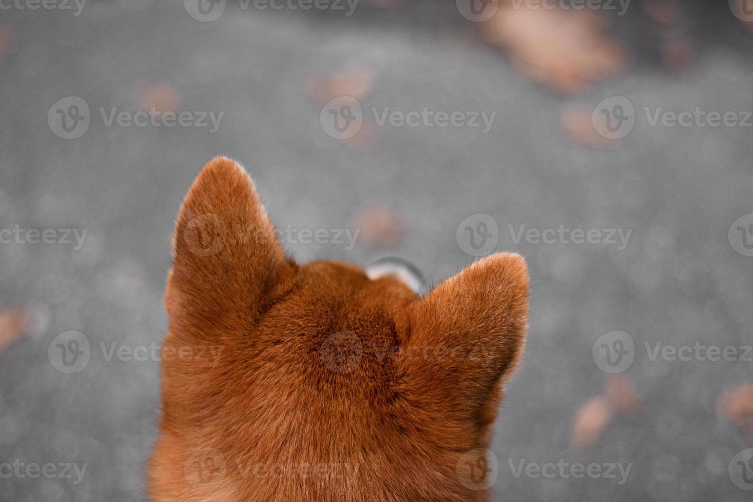 el perro japonés de la raza shiba inu mira a lo lejos y solo se ven sus orejas rojas. foto