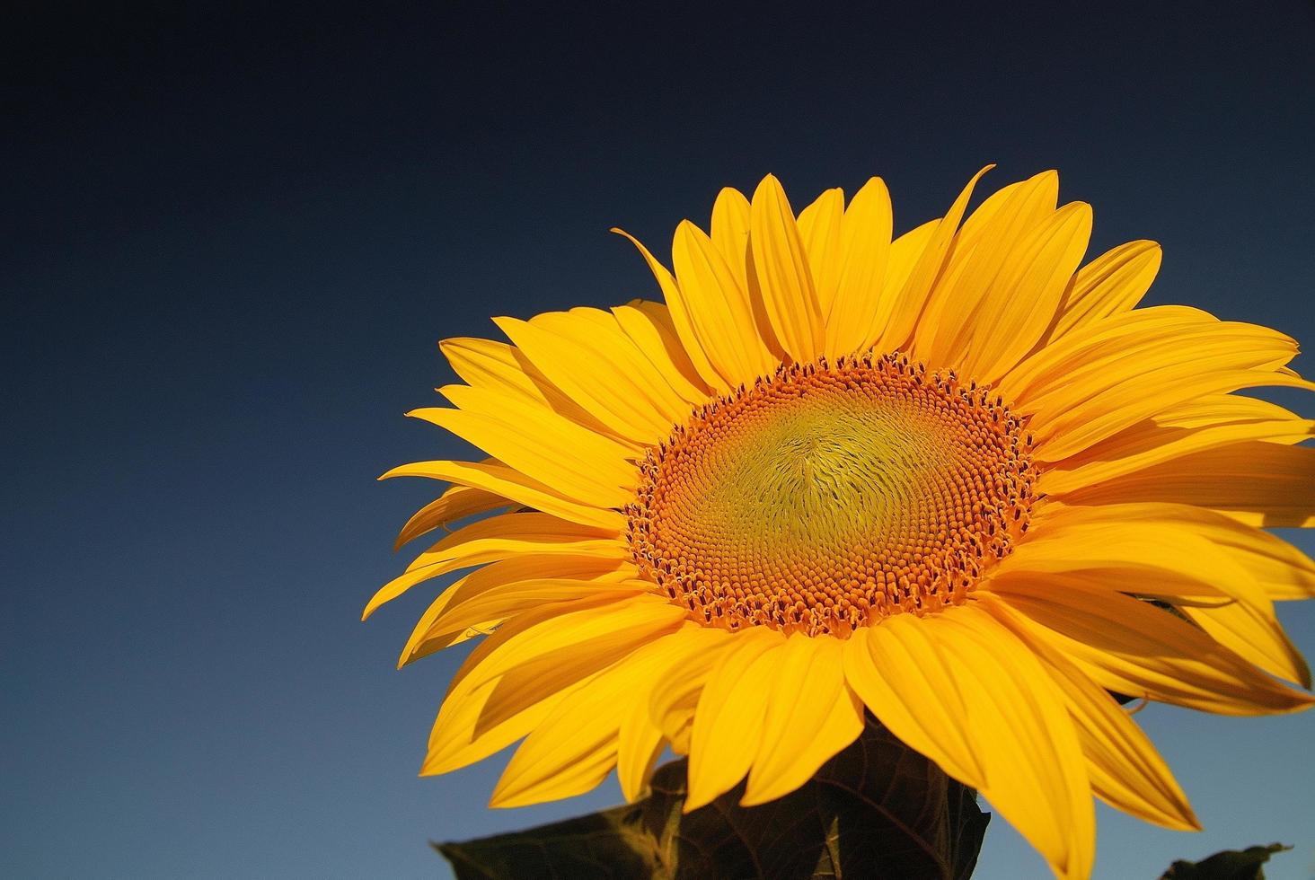 Sunflower field view photo