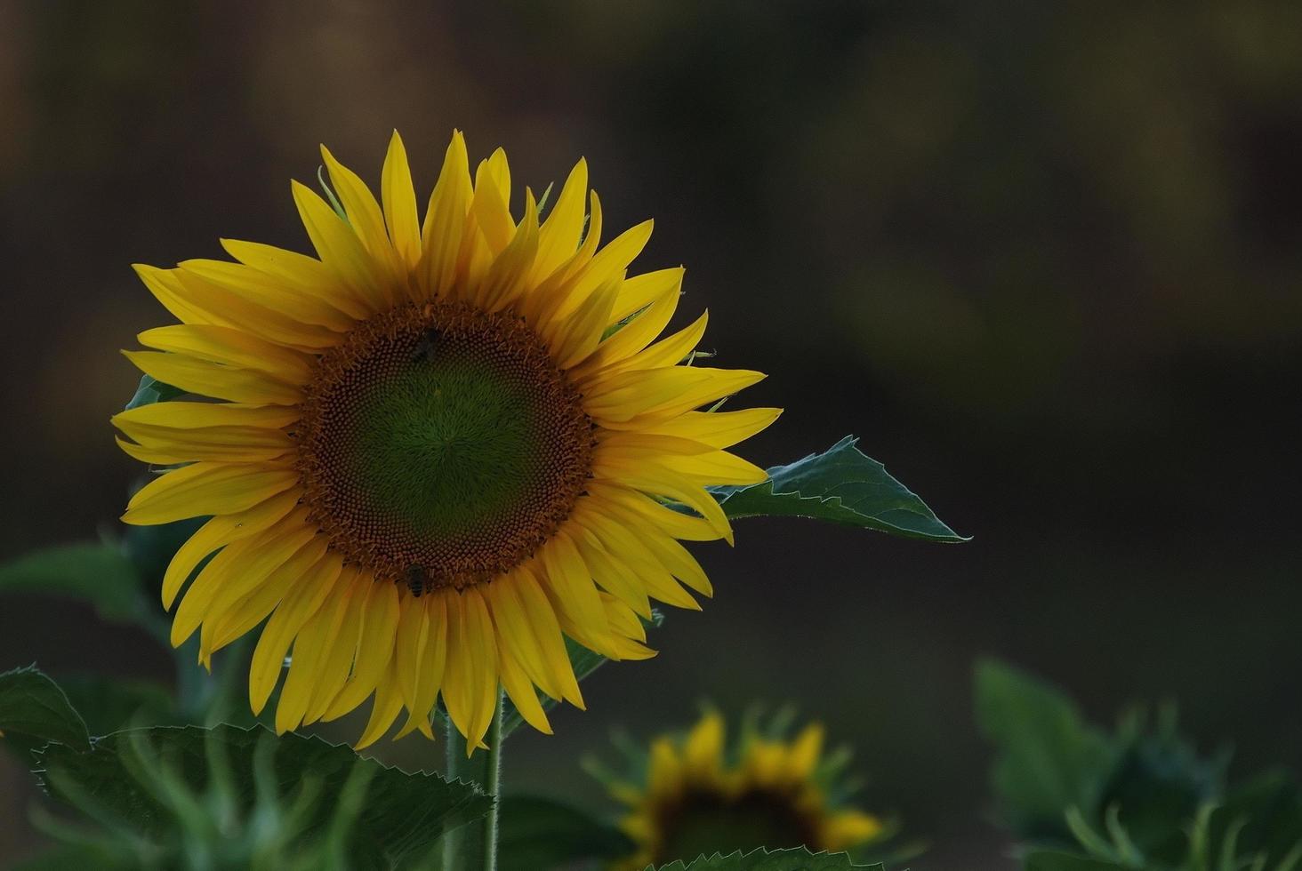 Sunflower field view photo