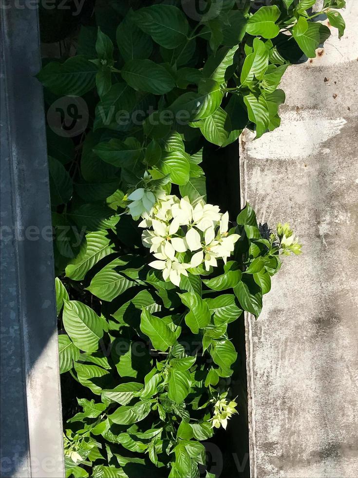 la hermosa flor de nochebuena blanca fuera del patio 12709964 Foto de stock  en Vecteezy