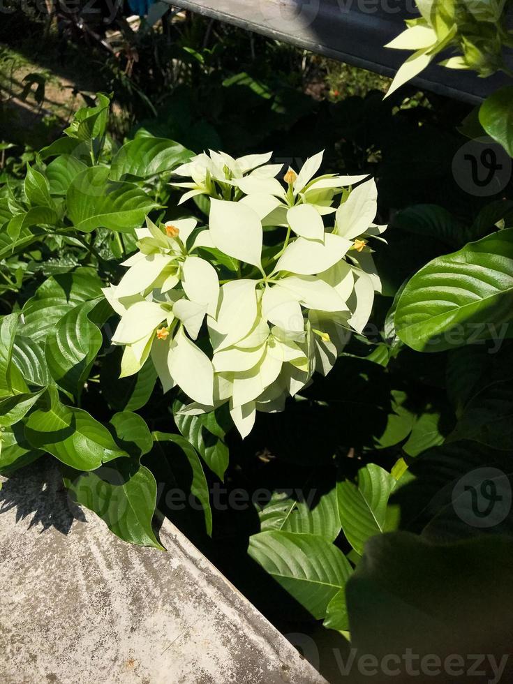 la hermosa flor de nochebuena blanca fuera del patio 12710175 Foto de stock  en Vecteezy