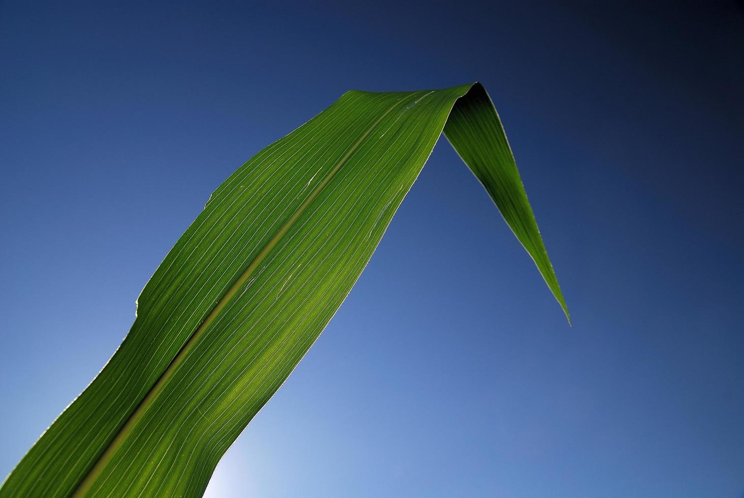 green leaf with blue sky in background photo