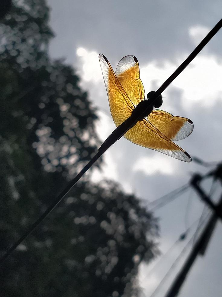 a dragonfly perched on a cable photo