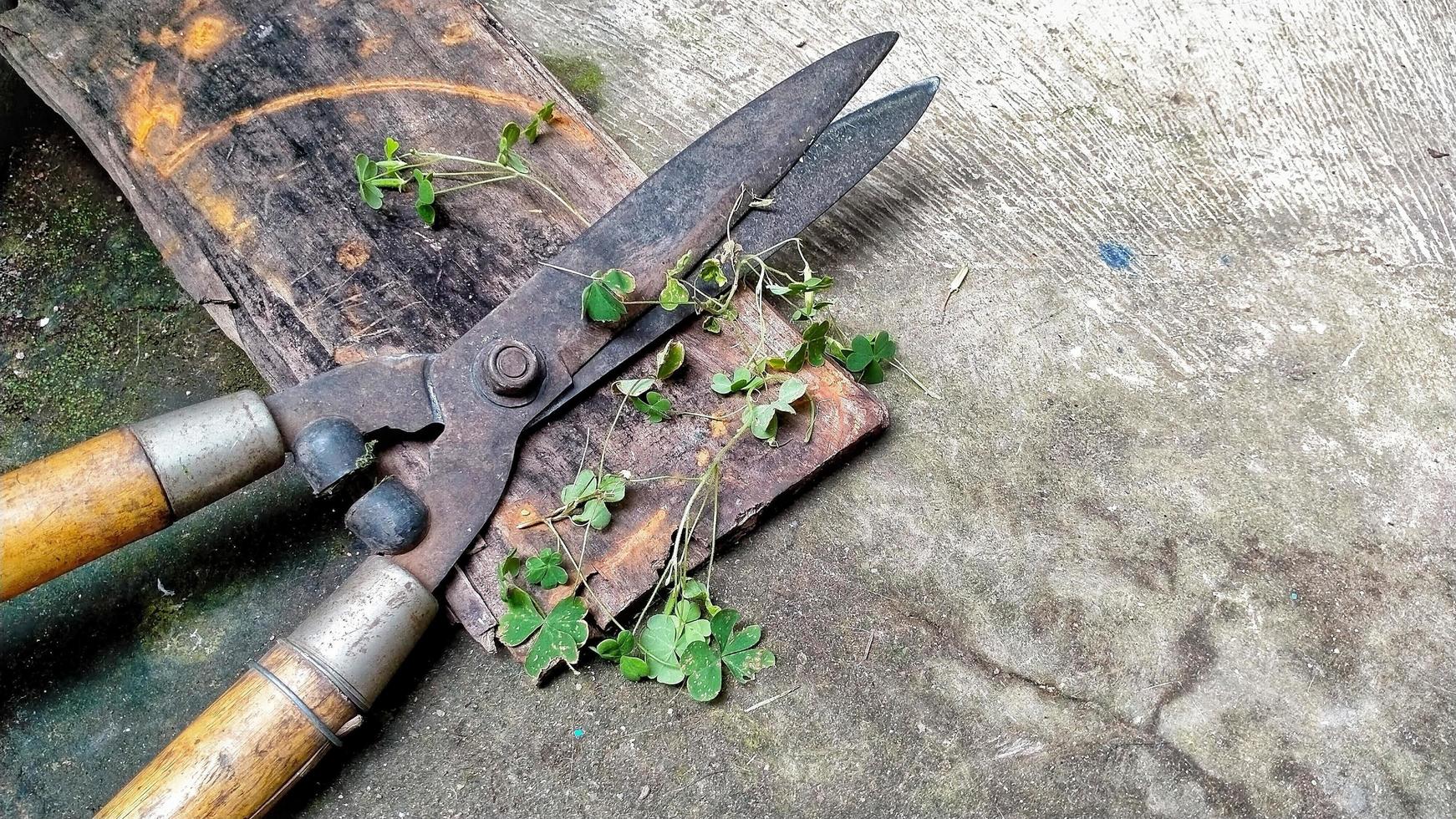 lawn shears after being used to cut grass in the garden photo