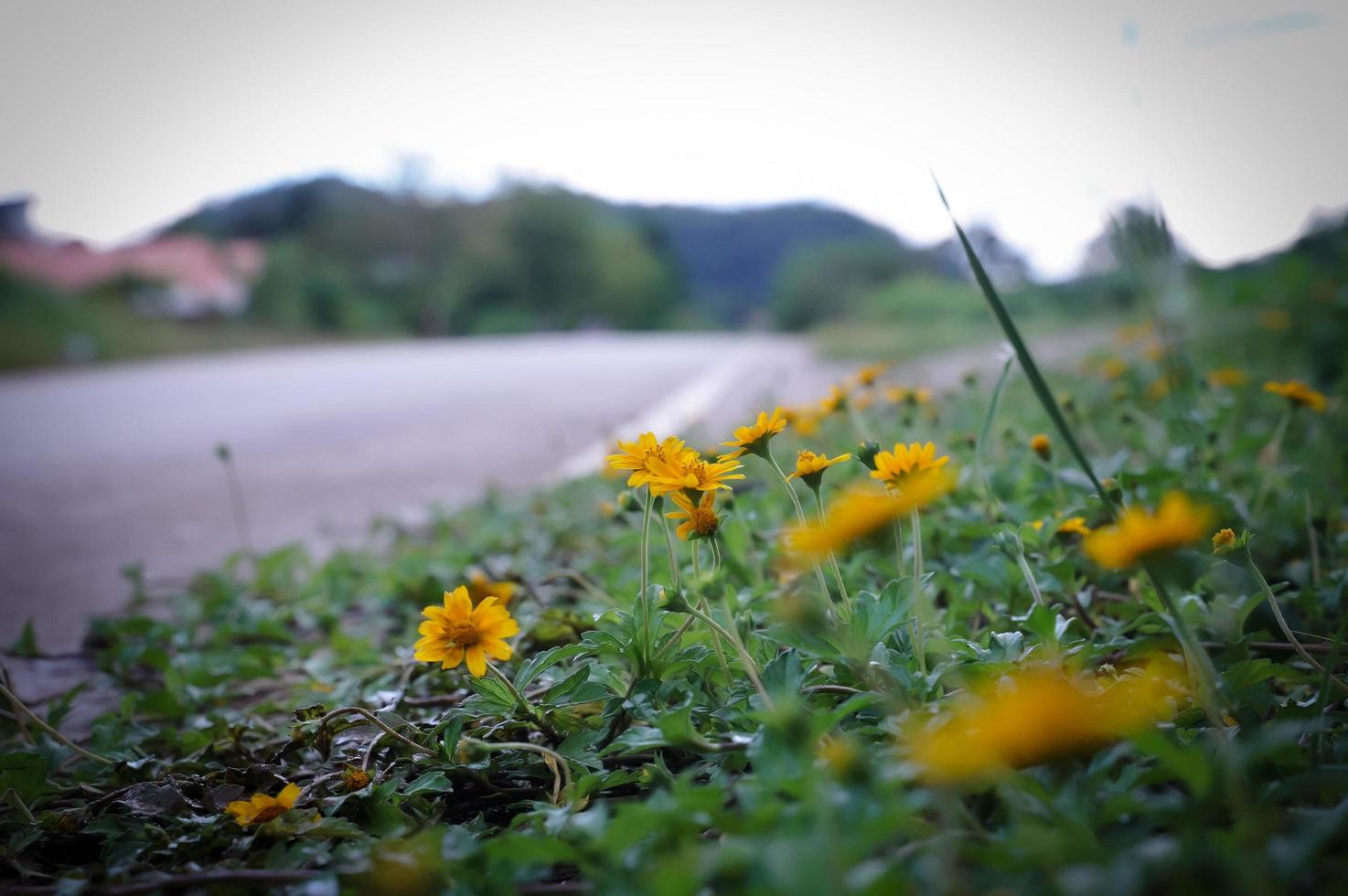 Yellow grass on the roadside, which is another beautiful corner. photo