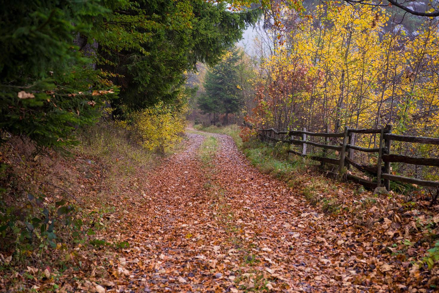 autumnal forest on a foggy morning photo