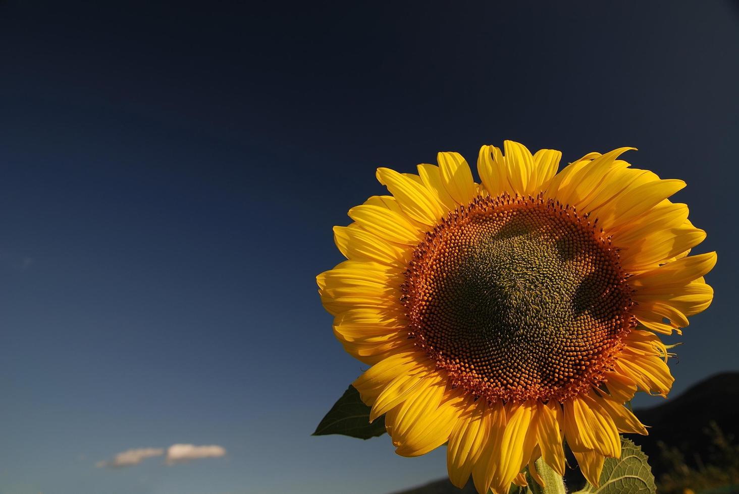 vista del campo de girasol foto