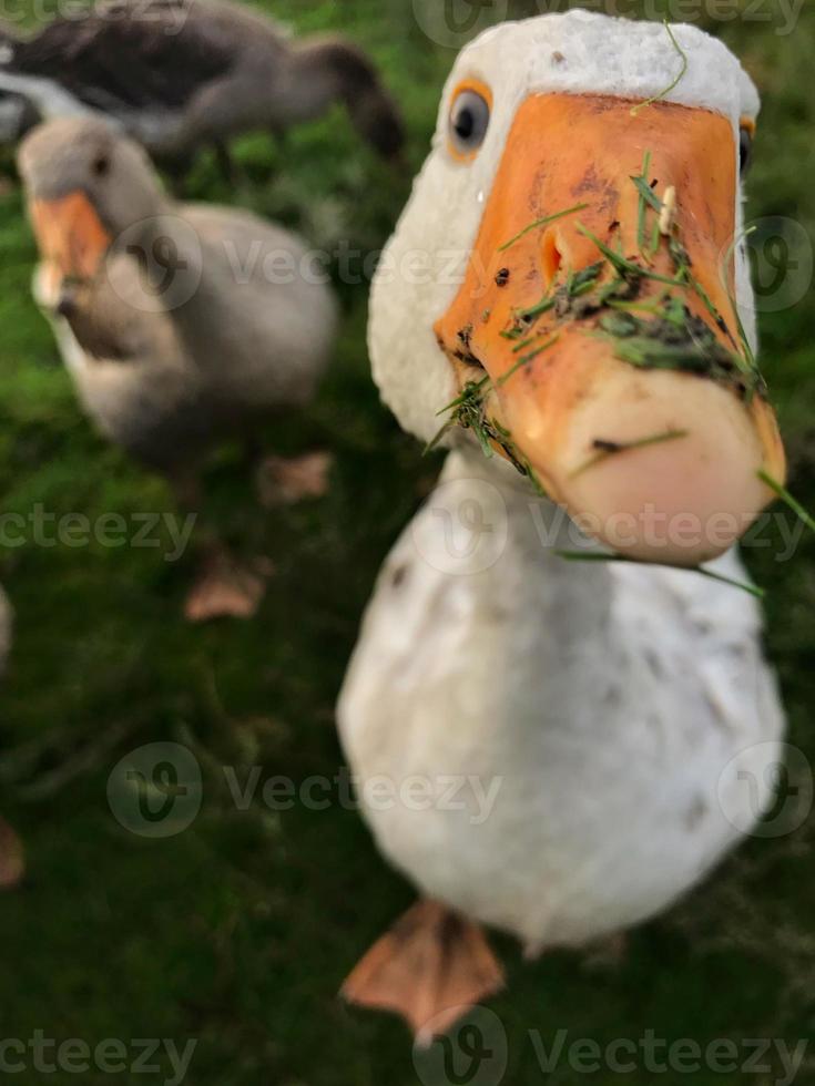 rural white goose in the lens in the village photo