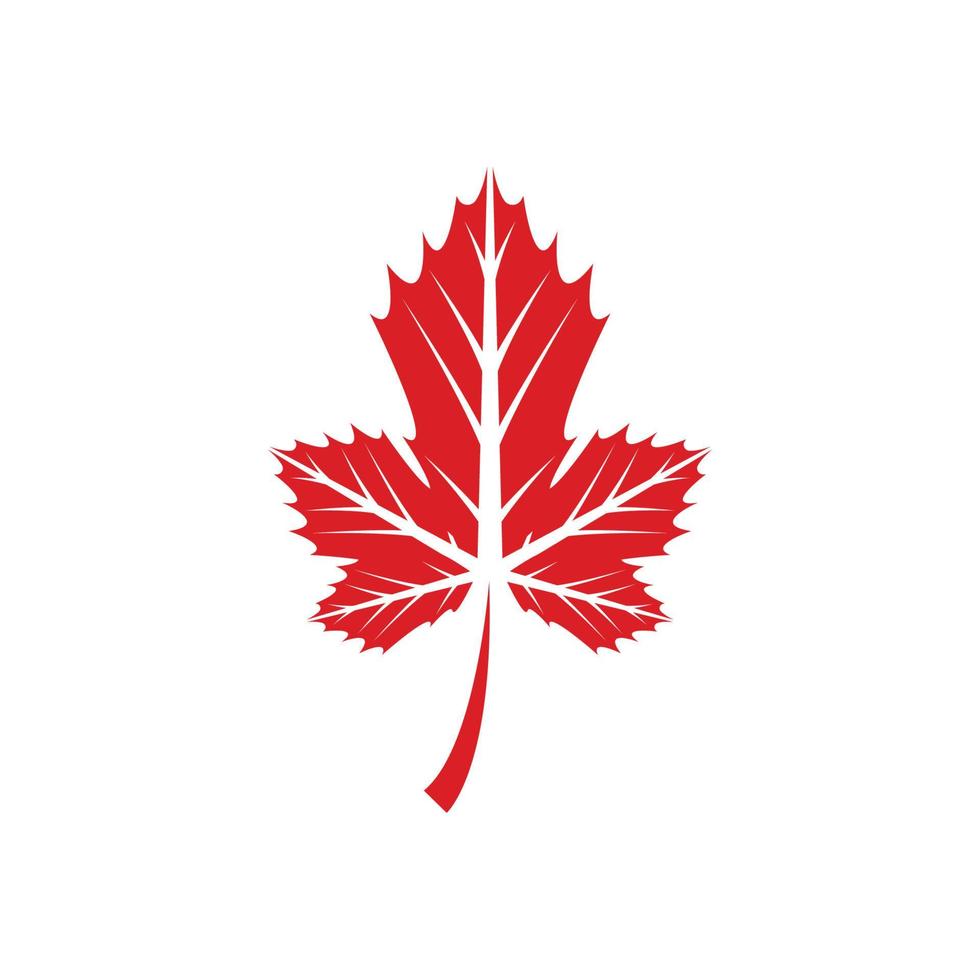 Maple leaf logo Template vector icon illustration design