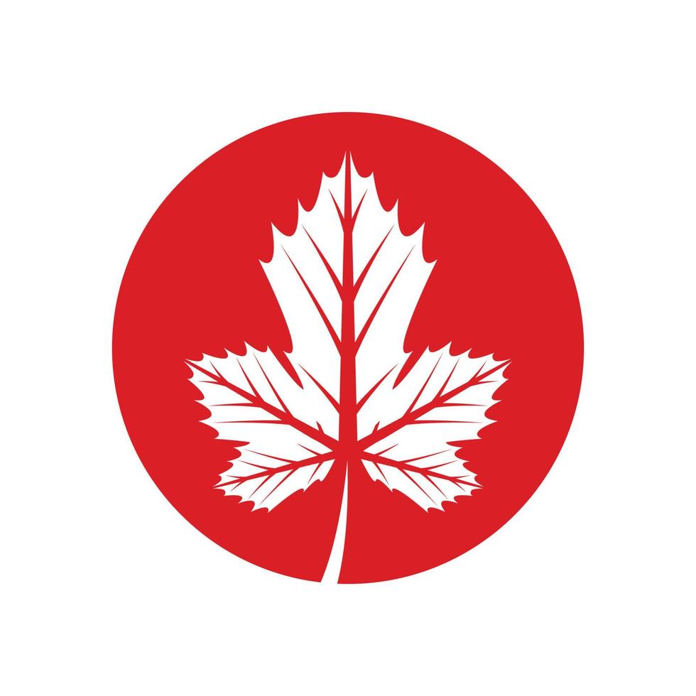 Maple leaf logo Template vector icon illustration design