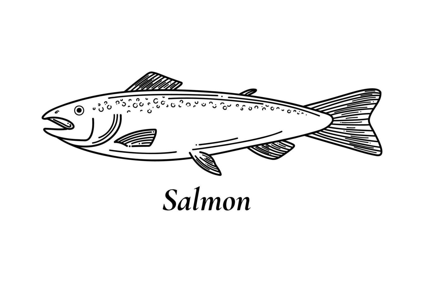 Salmon vector sketch. Hand drawn vector illustration of fish isolated on white background. Retro style.