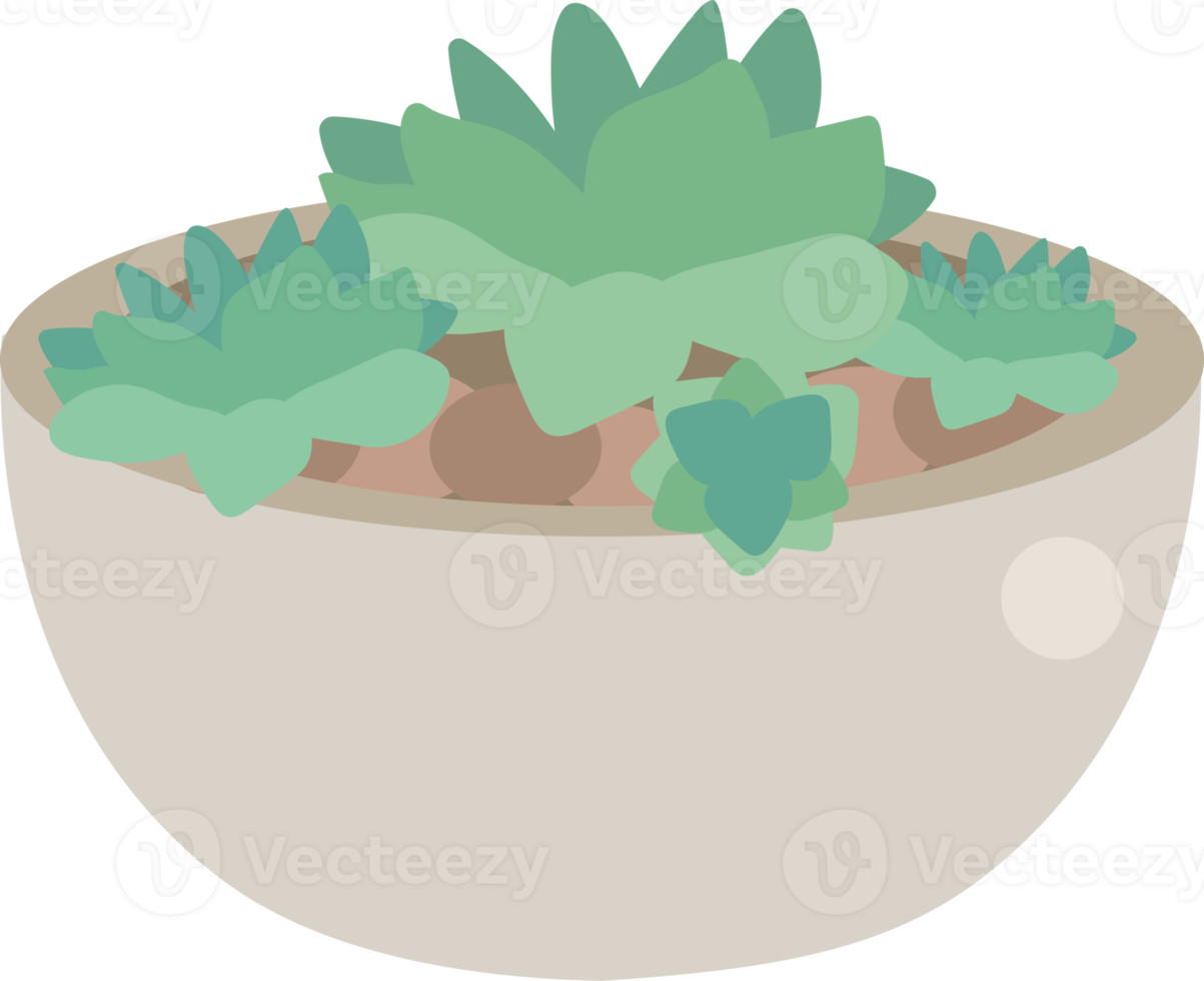 cute minimal cactus and succulent in pot png