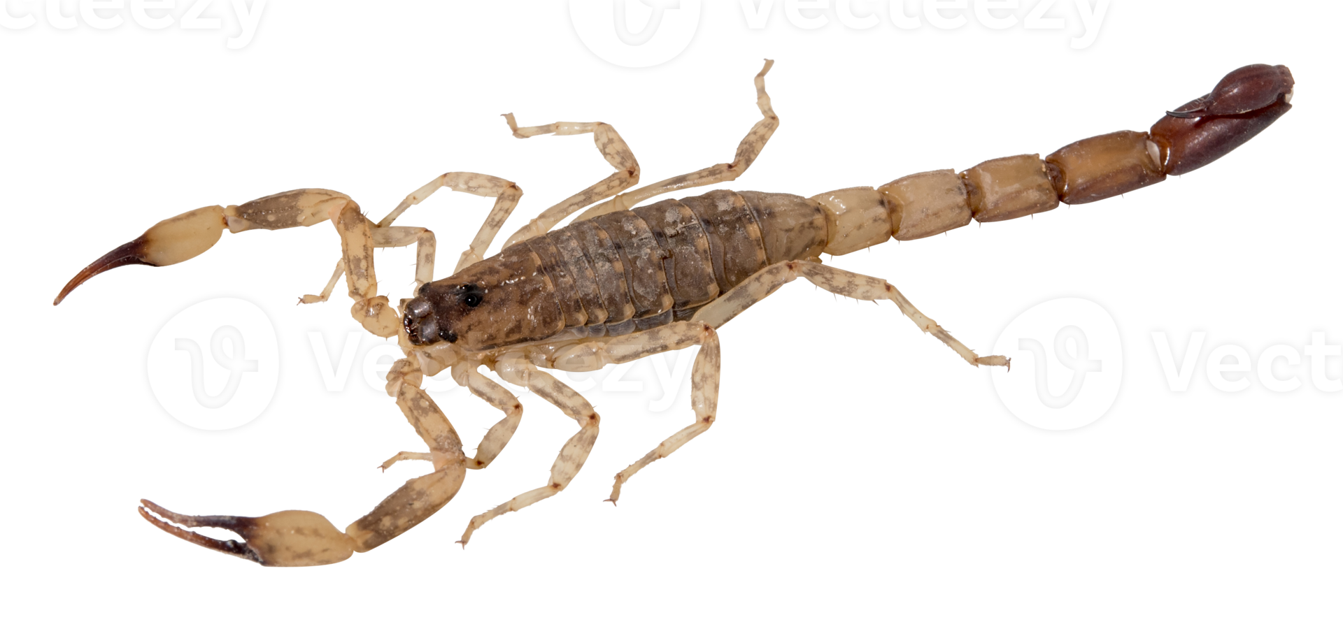 Brown scorpion isolated png