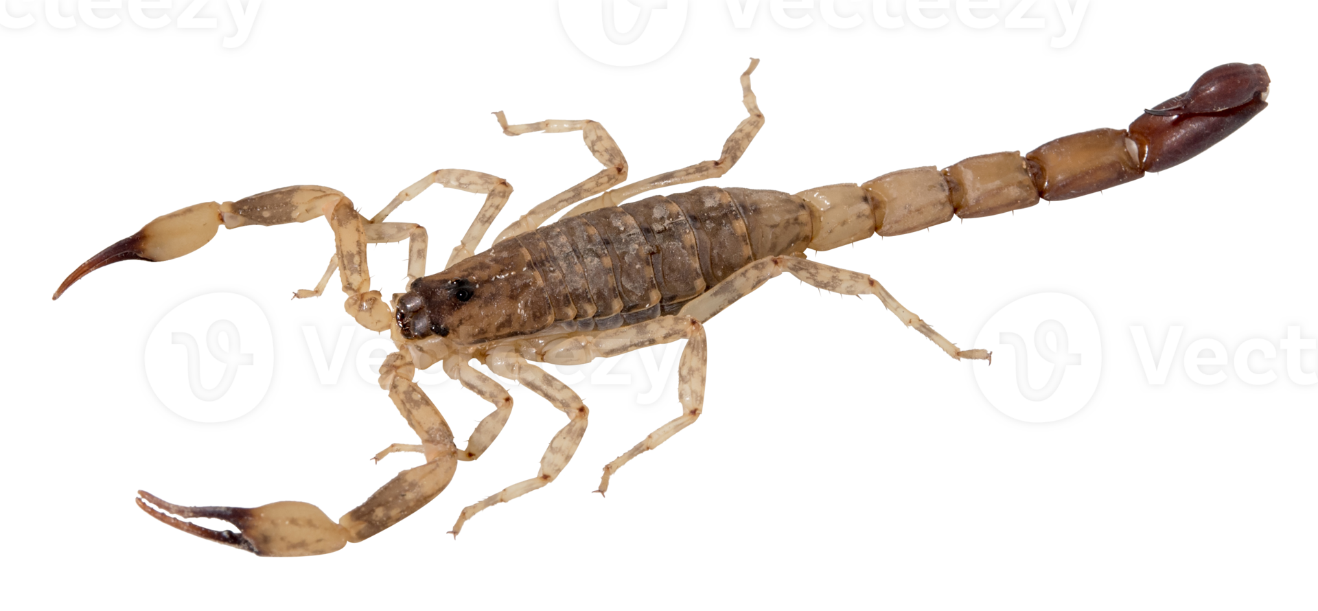 Brown scorpion isolated png