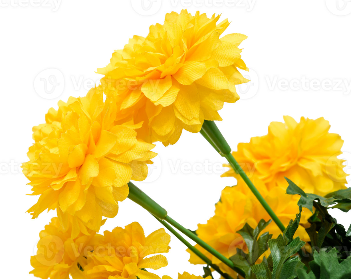 Fresh marigold flowers isolated 12716600 PNG