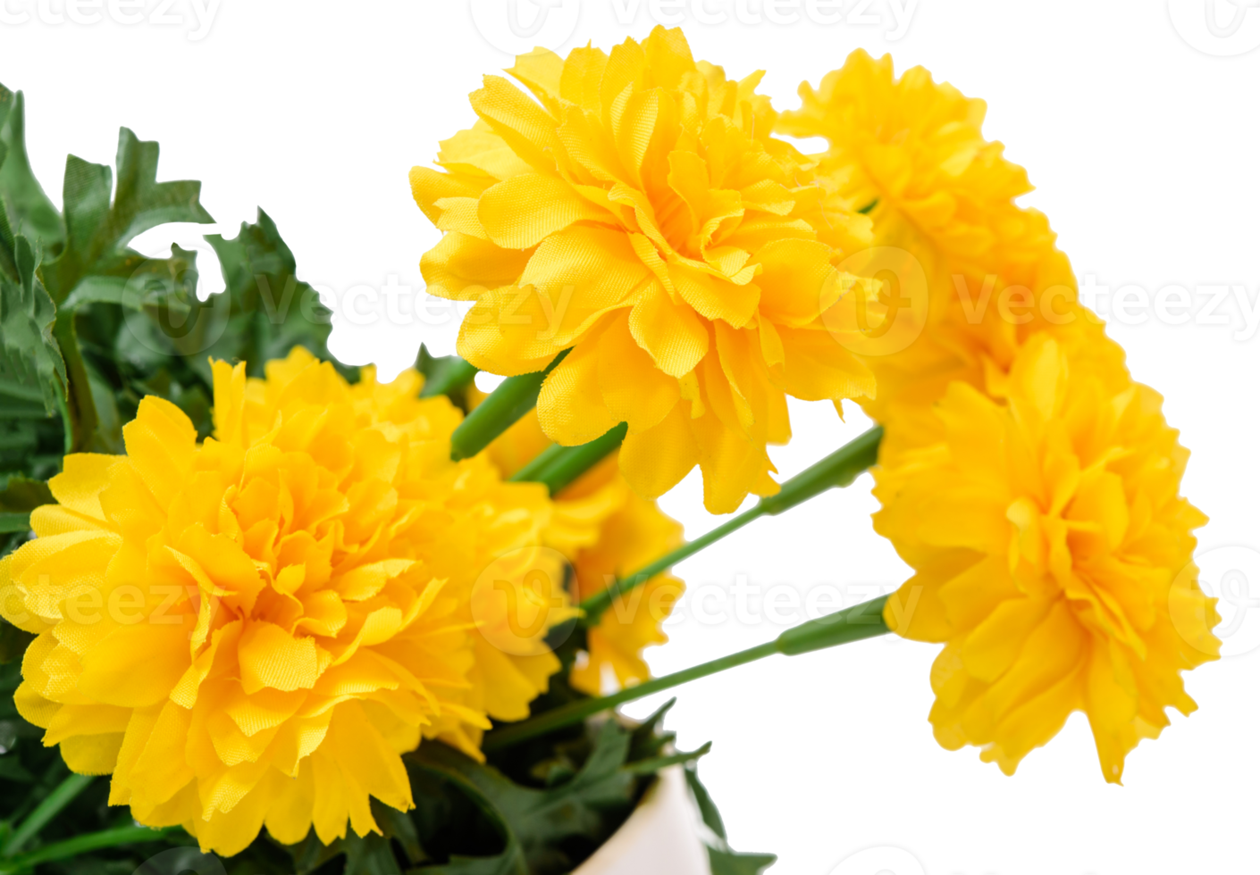 Fresh marigold flowers isolated png