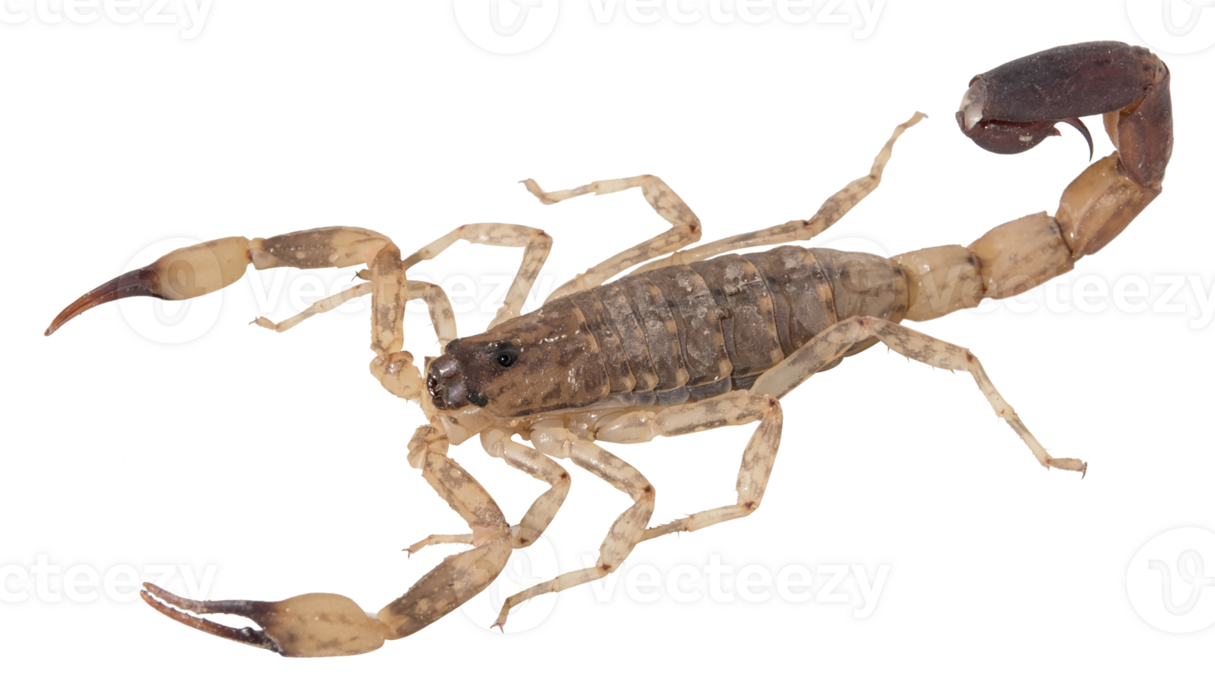 Brown scorpion isolated png