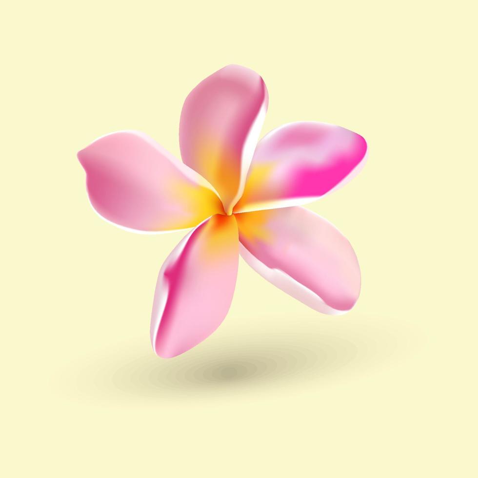 plumeria frangipani flower pink vector