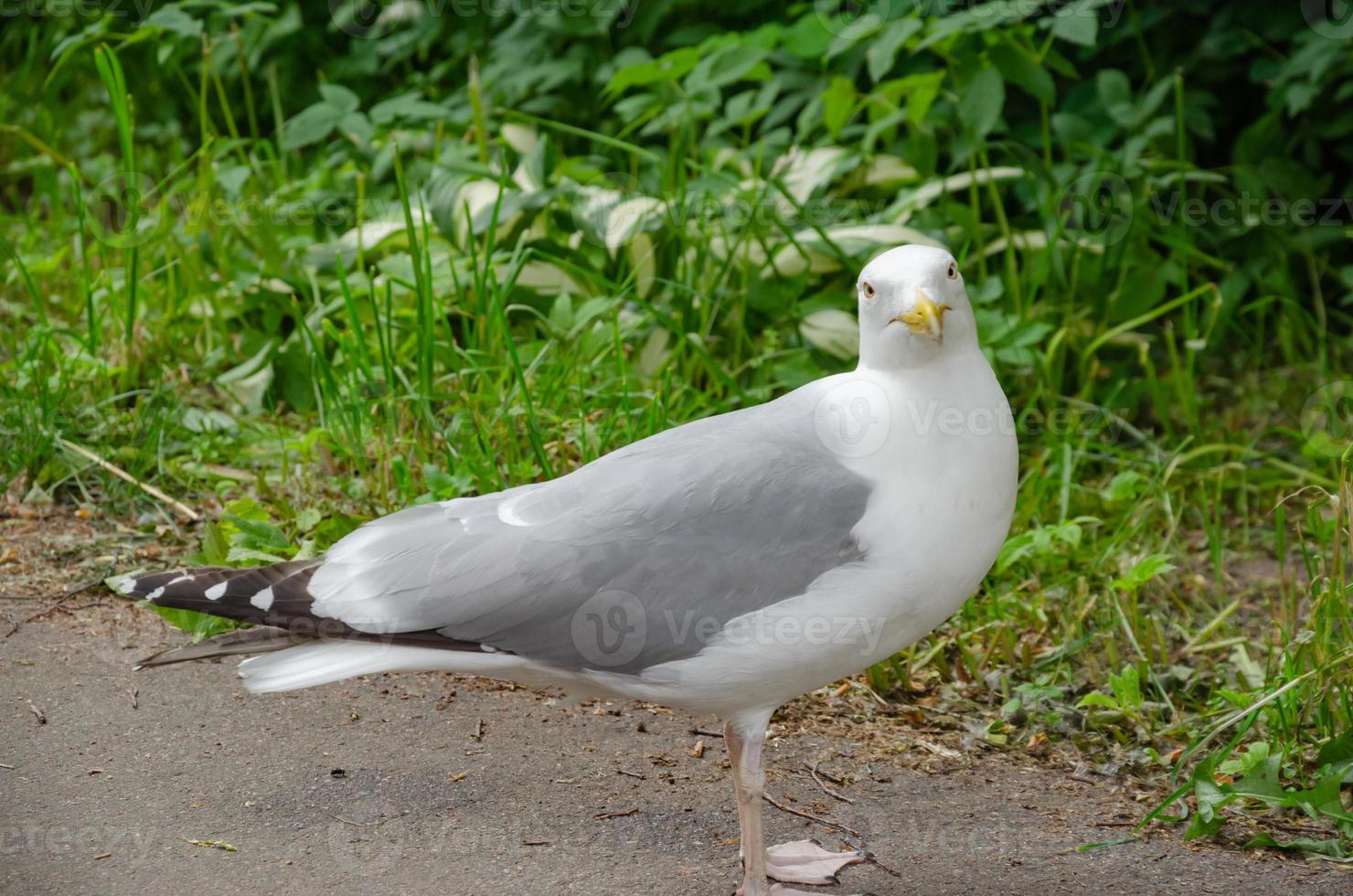 a large white gull on the ground, a portrait of a seagull photo