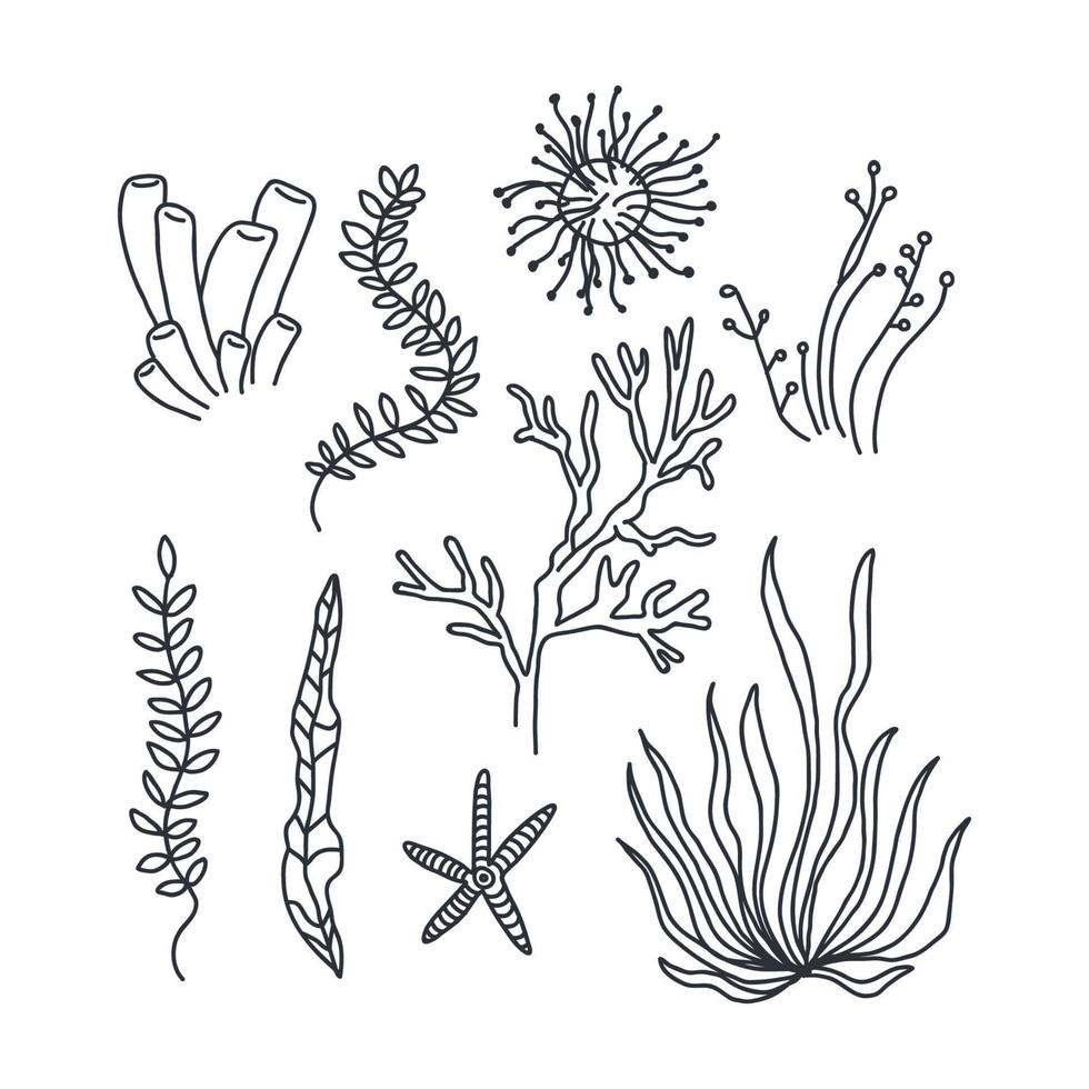 Seaweeds Black Drawings vector