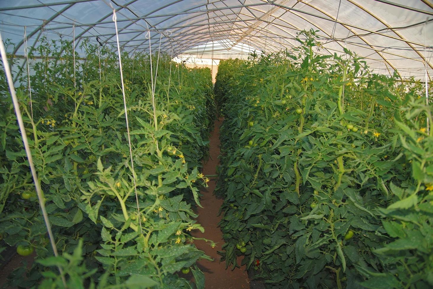 Plants in greenhouse photo
