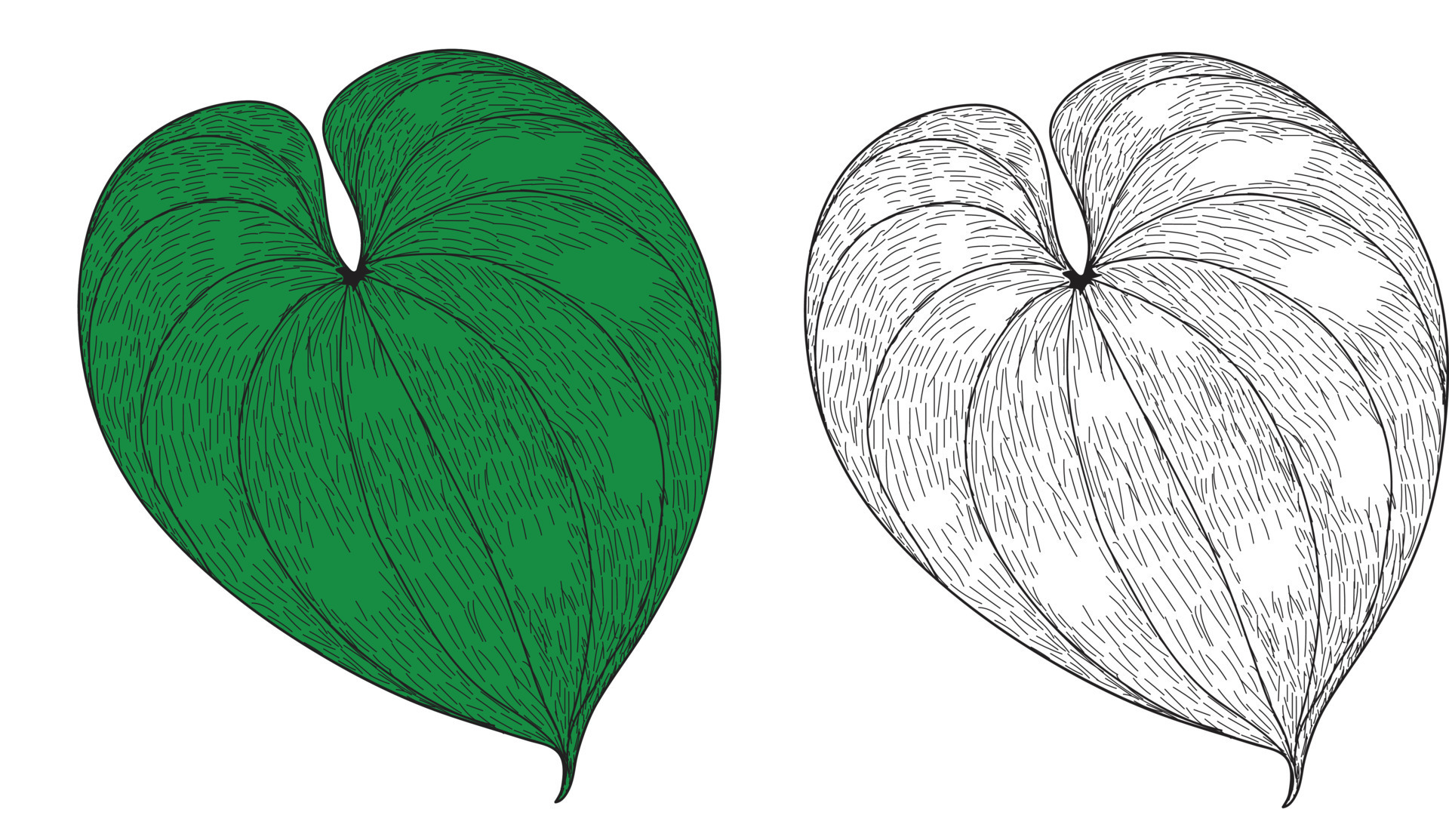 leaf-vector-illustration-12719941-vector-art-at-vecteezy