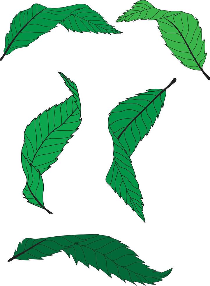 hojas ilustración vectorial vector