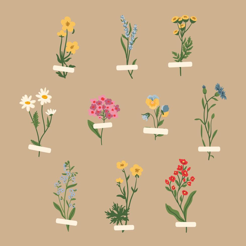 colección de vectores de flores silvestres. hierbas, plantas con flores herbáceas, flores en flor, subarbustos aislados. ilustración vectorial botánica plana dibujada a mano. ranúnculos, pensamiento, tanaceto, aciano, lavanda