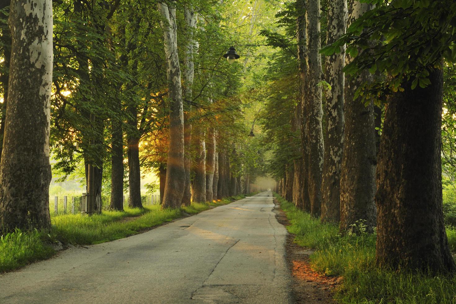 sunrise in beautiful alley photo