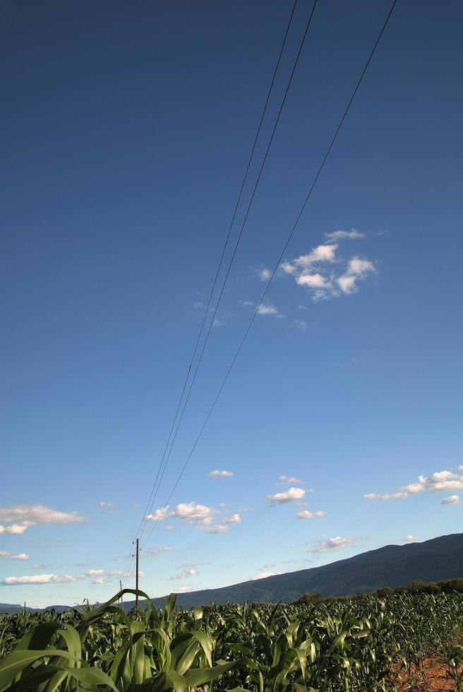 día soleado en el campo de maíz y cielo dramático... foto