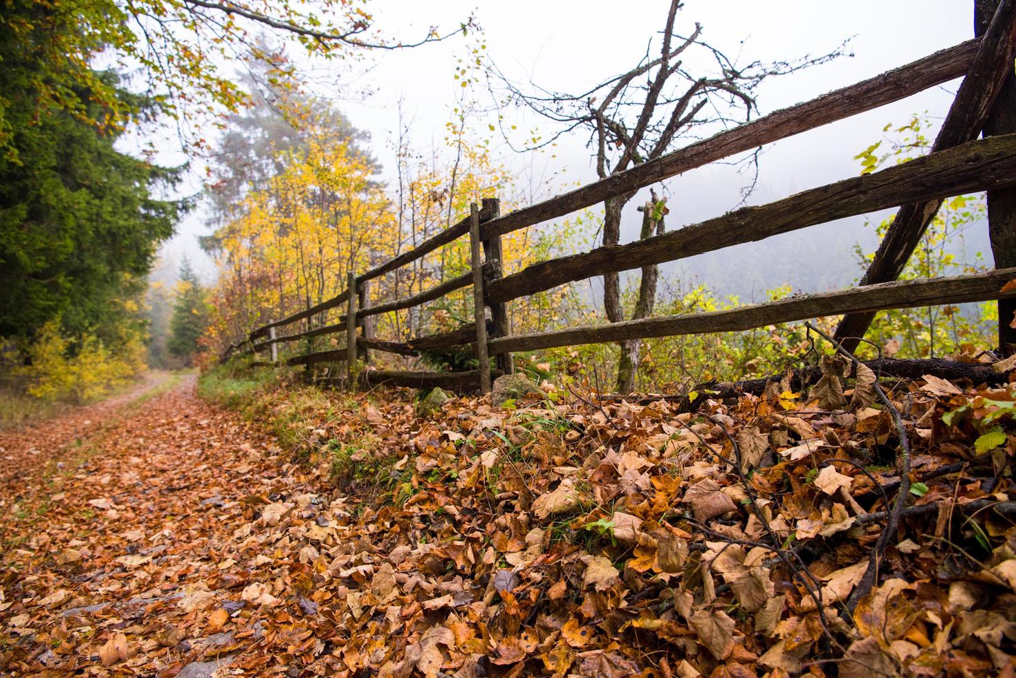 autumnal forest on a foggy morning photo