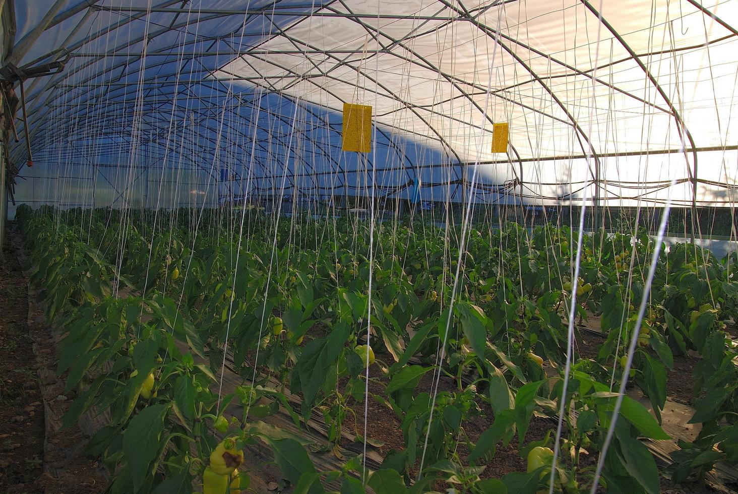 Plants in greenhouse photo