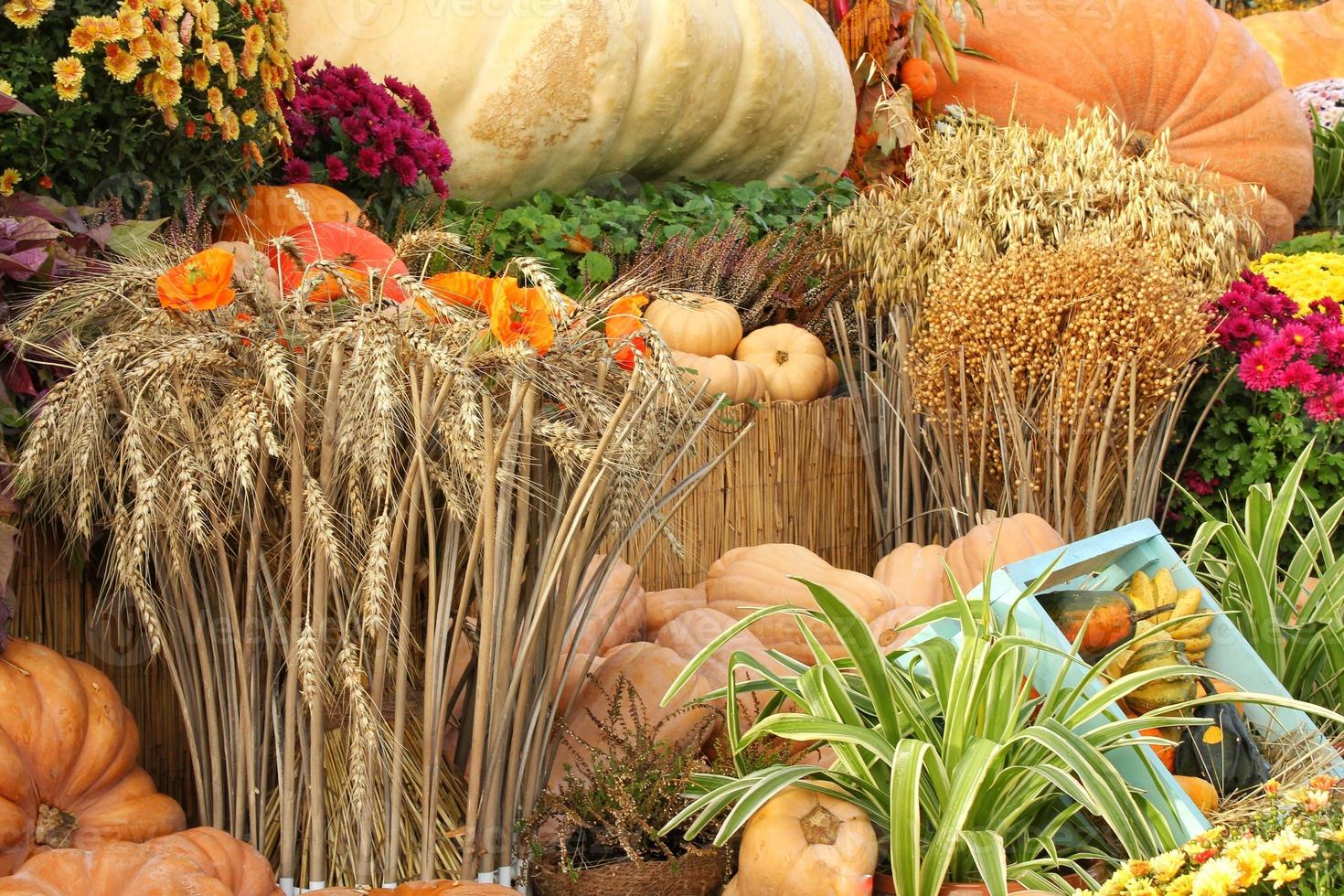 Colourful organic pumpkins and gourds on agricultural fair. Harvesting autumn time concept. Garden fall natural plant. Thanksgiving halloween decor. Festive farm rural background. Vegetarian food photo