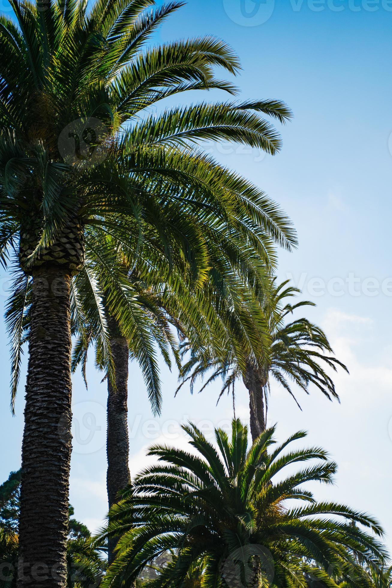 California Palm trees vertical 12721293 Stock Photo at Vecteezy