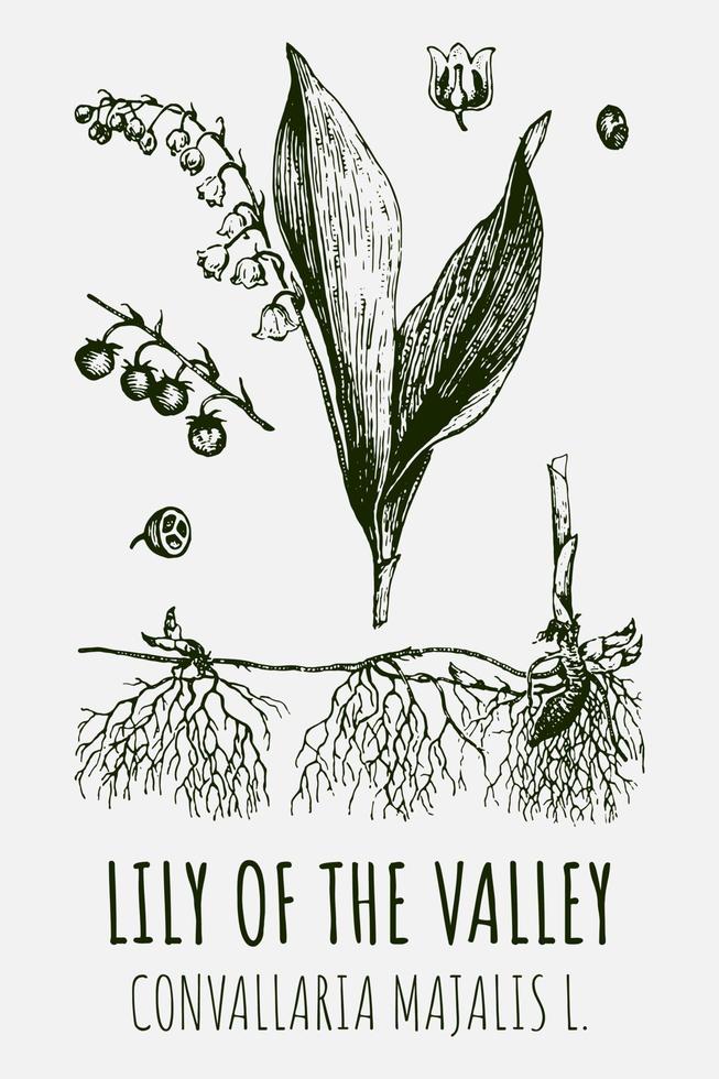 Vector drawings of Lily of the valley. Hand drawn illustration. Latin name CONVALLARIA MAJALIS L.