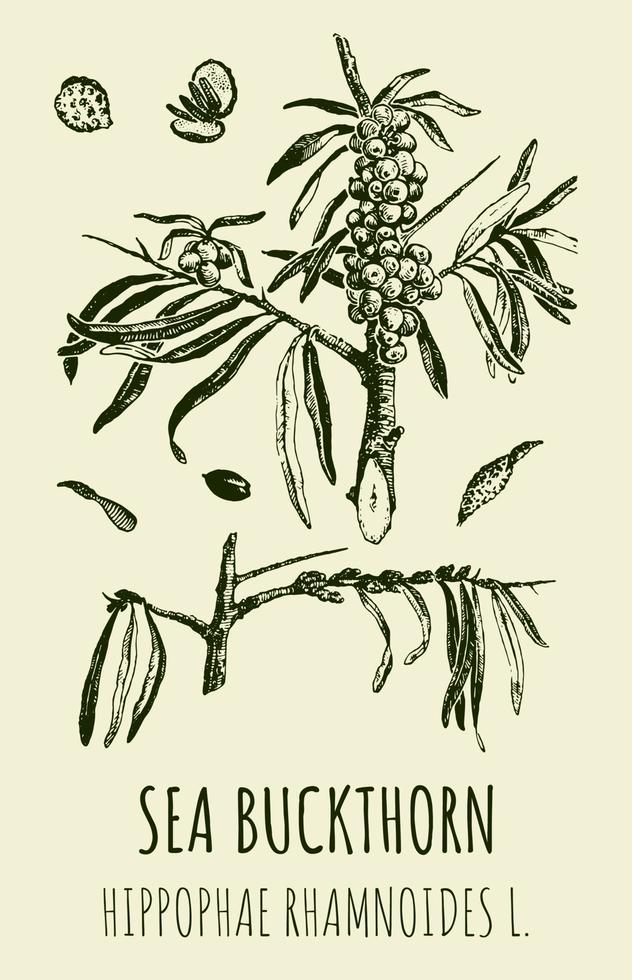 Vector drawings of SEA BUCKTHORN. Hand drawn illustration. Latin name HIPPOPHAE RHAMNOIDES L.