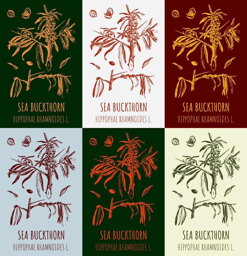 conjunto de dibujos vectoriales de espino cerval de mar en diferentes colores. ilustración dibujada a mano. nombre latino hippophae rhamnoides l. vector