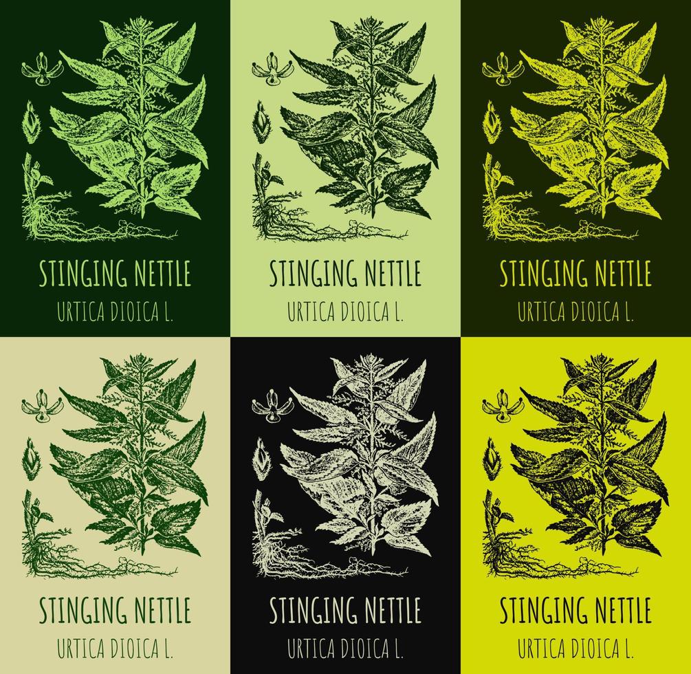 Set of vector drawings of STINGING NETTLE in different colors. Hand drawn illustration. Latin name URTICA DIOICA L.