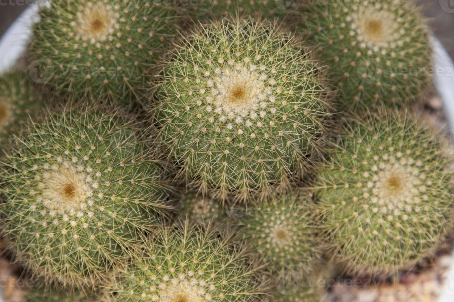 small, naturally growing green cactus with spiky thorns that grows in arid deserts and its beautiful pebble-patterned trunks are grown by farmers for sale in agriculture and tree lovers. photo