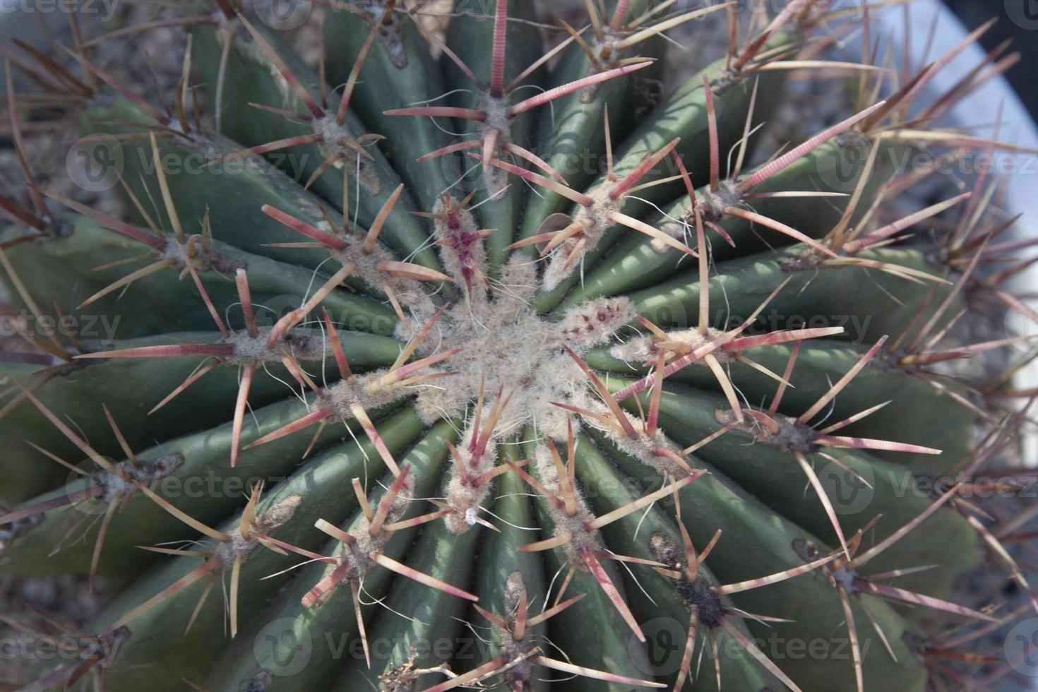 https://static.vecteezy.com/system/resources/previews/012/721/437/non_2x/small-naturally-growing-green-cactus-with-spiky-thorns-that-grows-in-arid-deserts-and-its-beautiful-pebble-patterned-trunks-are-grown-by-farmers-for-sale-in-agriculture-and-tree-lovers-photo.jpg