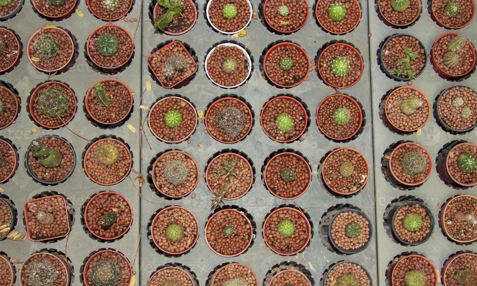 small, naturally growing green cactus with spiky thorns that grows in arid deserts and its beautiful pebble-patterned trunks are grown by farmers for sale in agriculture and tree lovers. photo