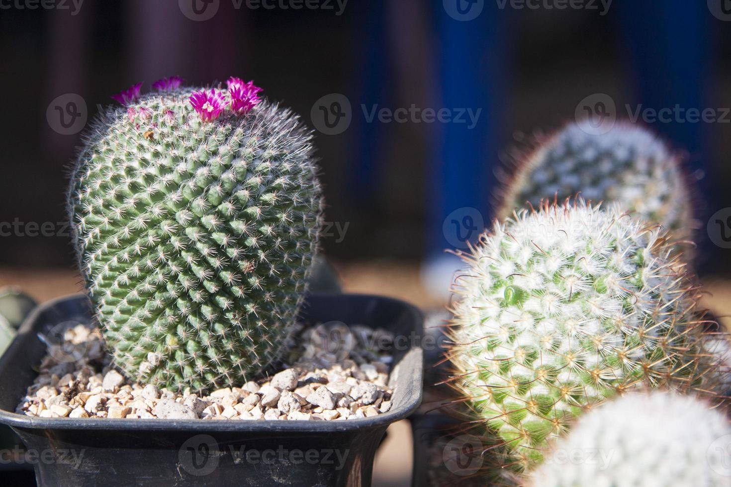 small, naturally growing green cactus with spiky thorns that grows in arid deserts and its beautiful pebble-patterned trunks are grown by farmers for sale in agriculture and tree lovers. photo