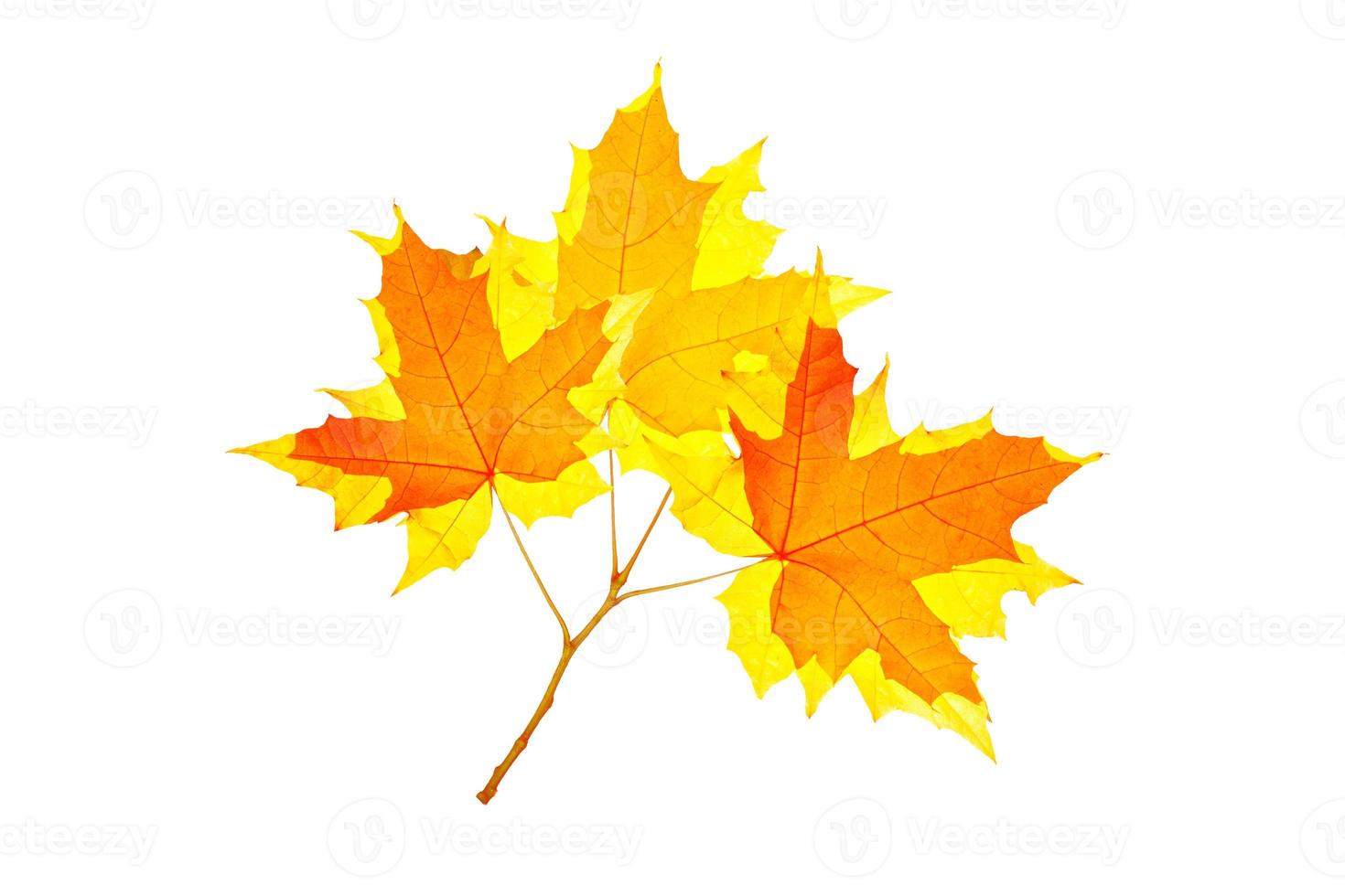 Bright colorful autumn leaves. nature photo