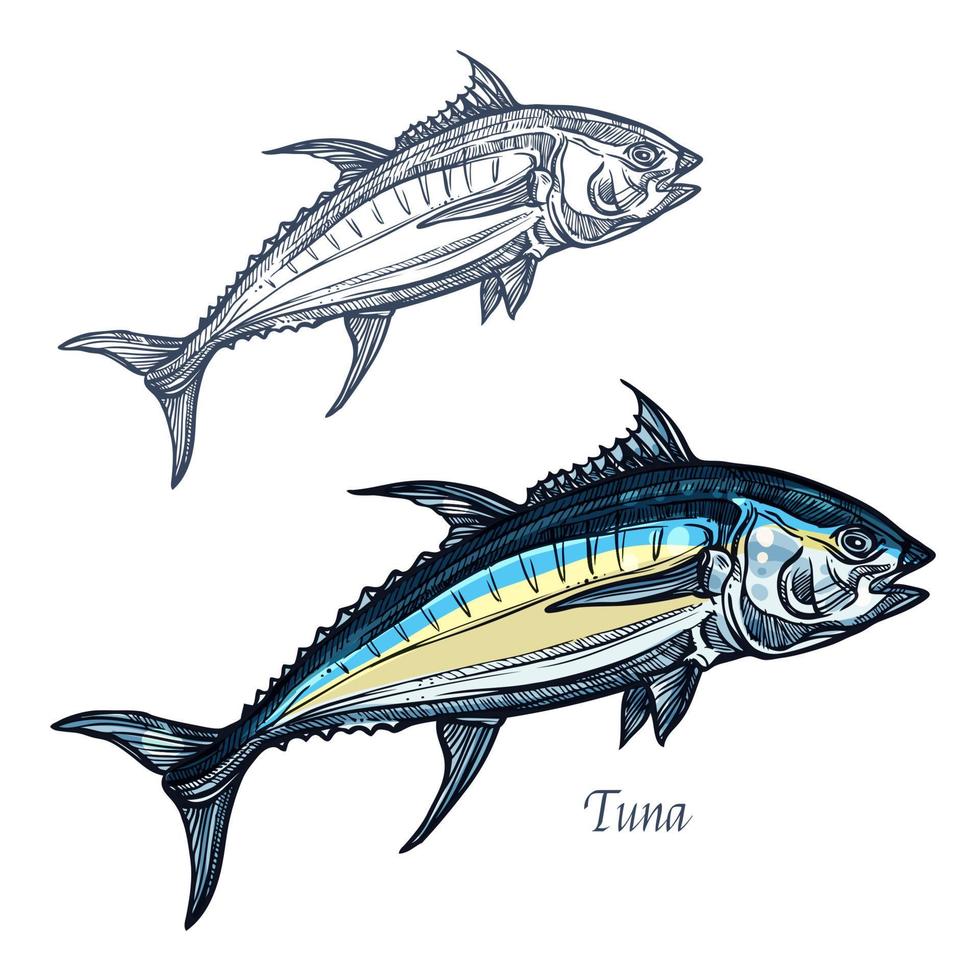 Tuna fish vector isolated sketch icon