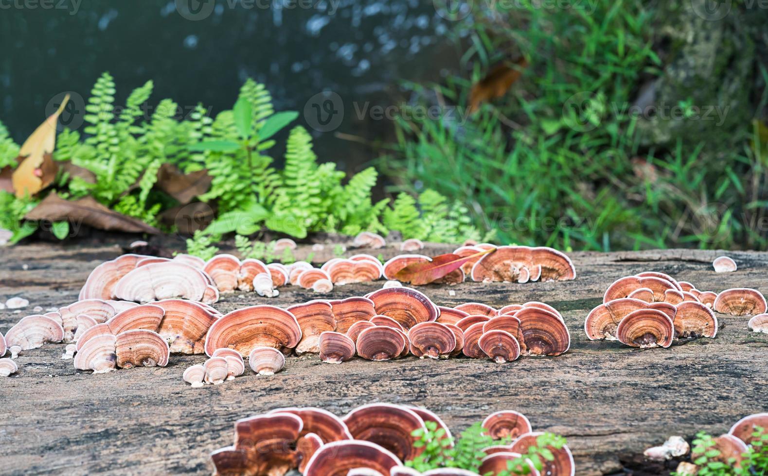 Close up shot of mushroom on timber wood photo