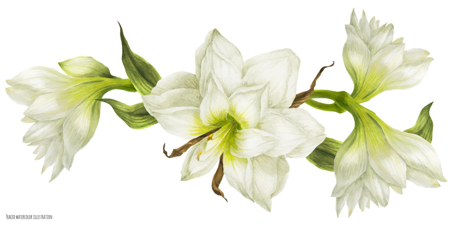 viñeta de guirnalda de boda con flores blancas de hippeastrum 12722556  Vector en Vecteezy
