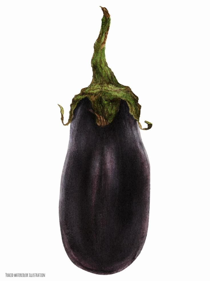 Small Black Eggplant Fruit vector