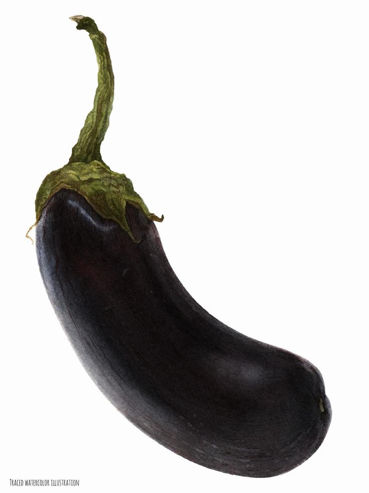 Black Aubergine Fruit vector